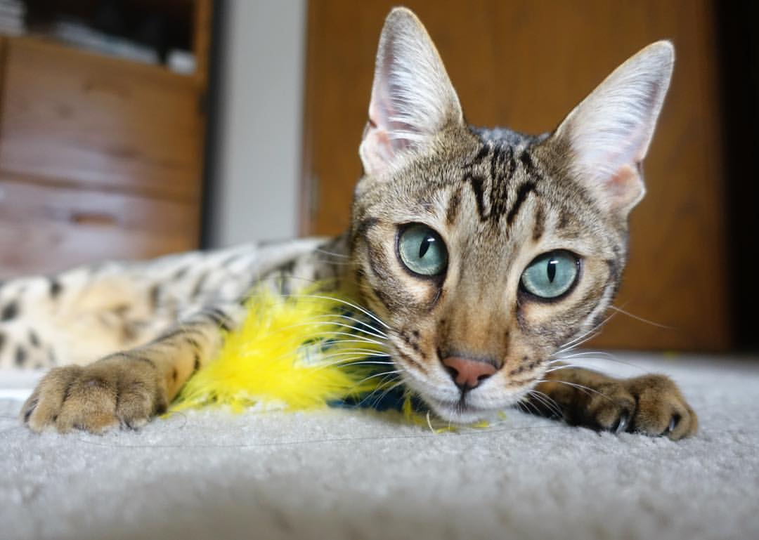 Kaiyun(中国)开云-_未来运动设备展：创新科技引领行业_，高科技运动设备