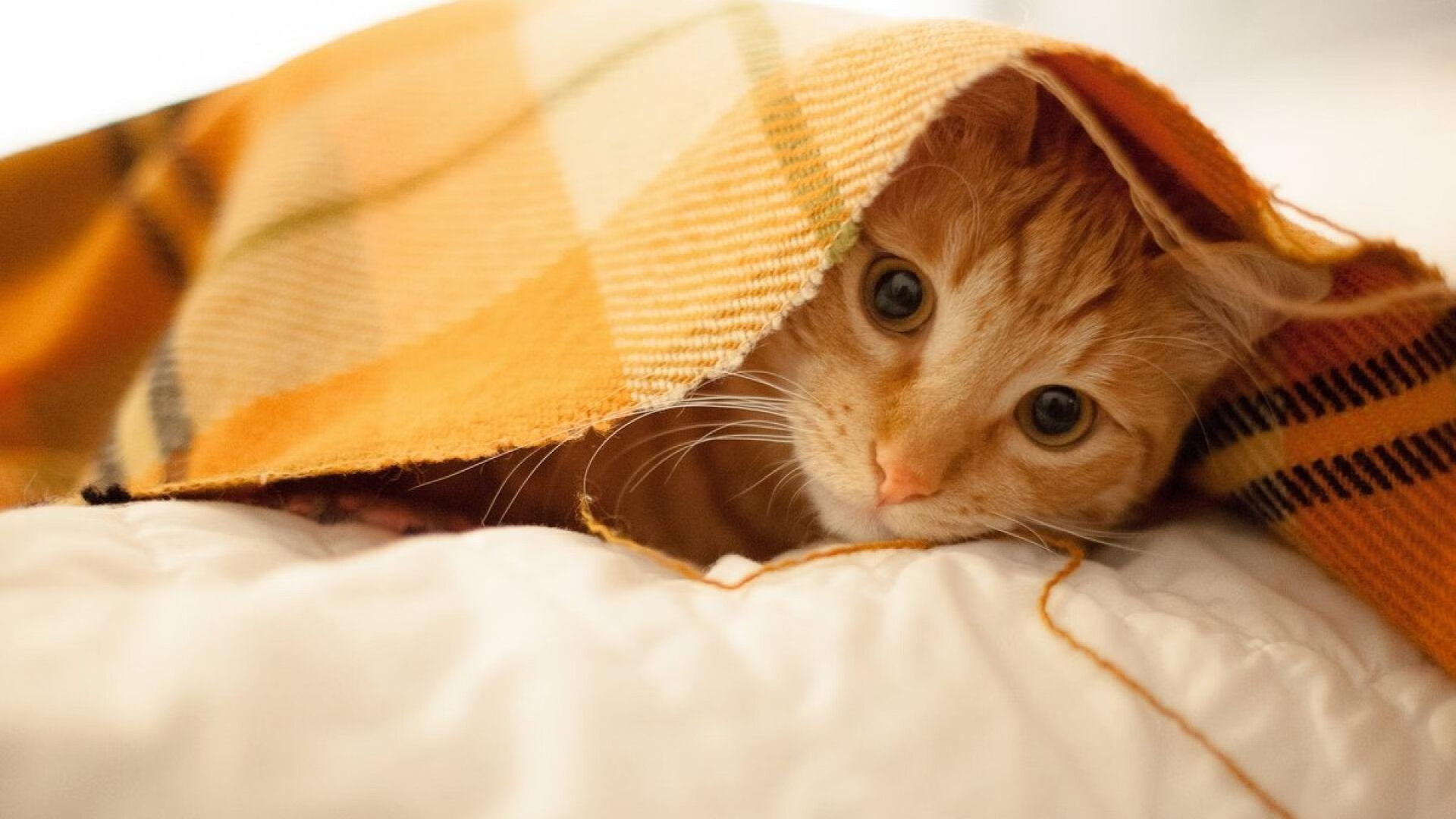 开云·体育官网APP下载-“法甲还有悬念，冠军争夺激烈进行中”，法甲冠军含金量