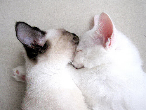 《明星玩家全明星对决:谁是今年的最强王者?》,全明星获胜规则