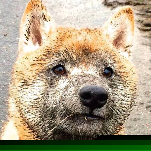 开云平台-公牛稳步前行！，公牛新品发布