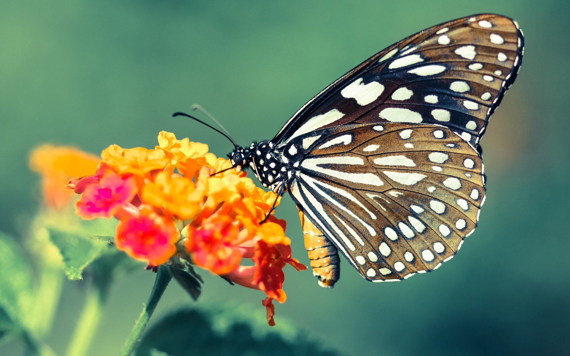 国足公布27人名单，备战世预赛关键战，国足最新23人名单出炉