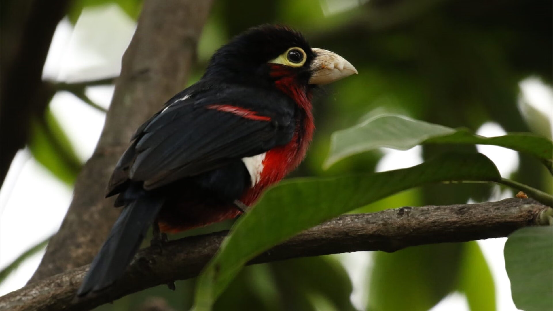 掘金中锋捐建祖国学校,树立榜样力量,掘金中锋叫什么