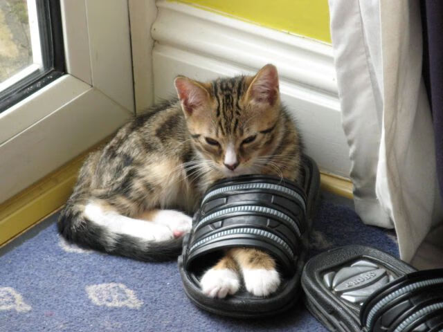 篮球职业联赛赛程合理调整优化,篮球 联赛