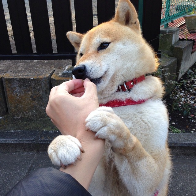 迷你高山滑雪节，地面雪景的奇幻体验，迷你高山滑雪节,地面雪景的奇幻体验是什么
