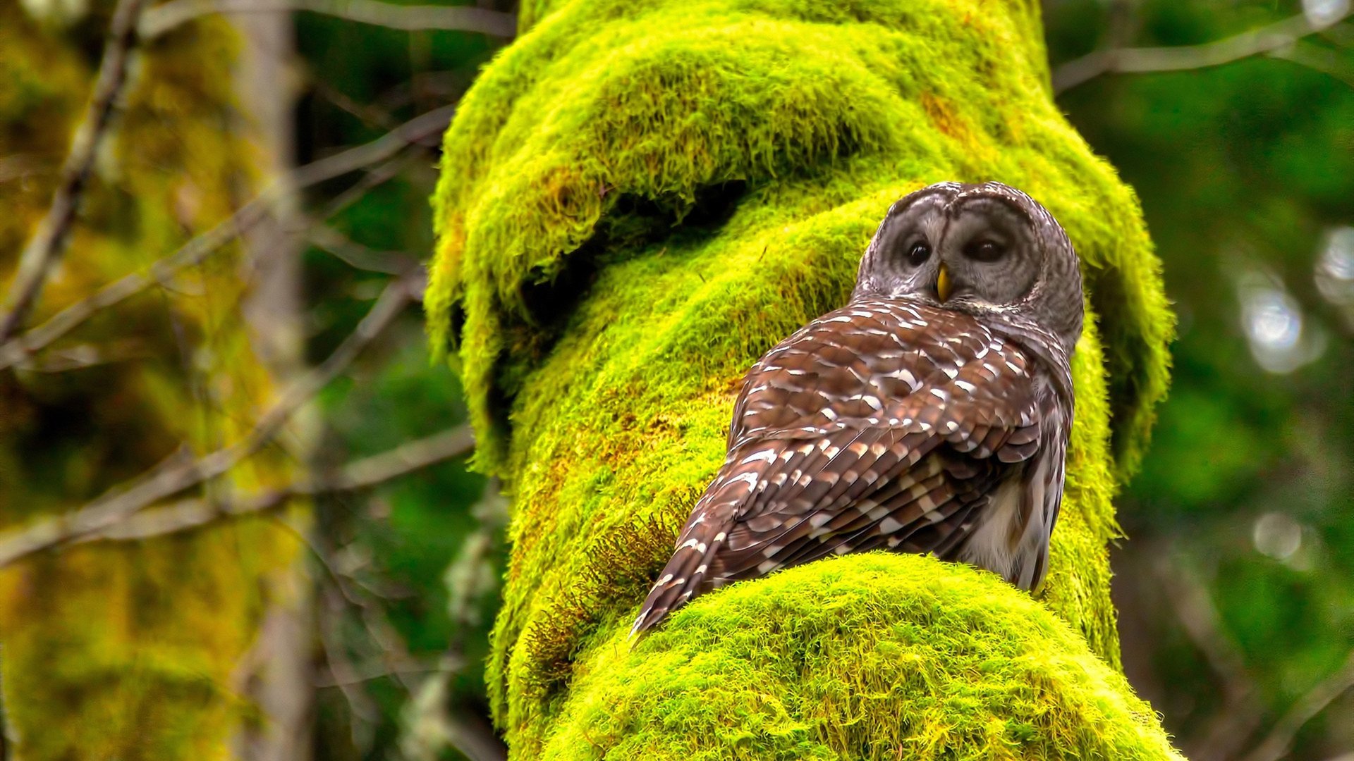 开云网页版-马拉松比赛全民参与，跑出健康新高度，马拉松比赛举办