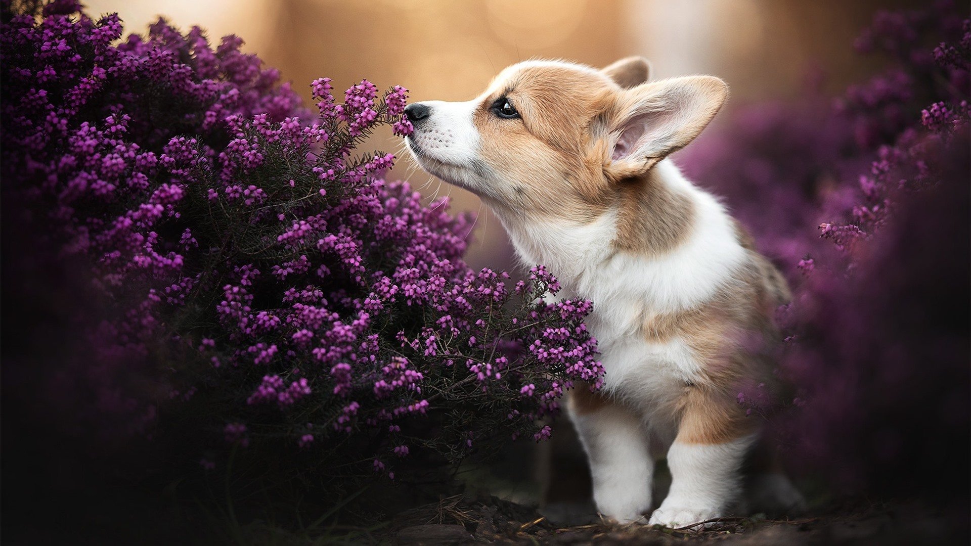 中国足球的球迷观赛体验提升,国足球迷视频