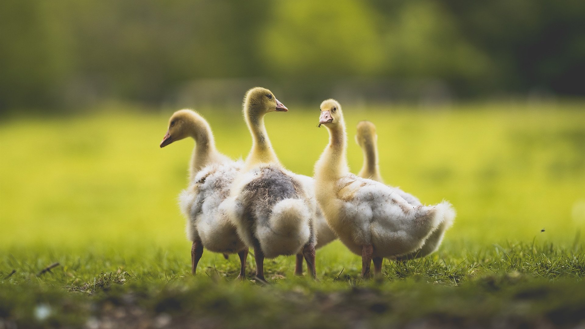 伊朗篮球联赛观众人数增长，伊朗篮球联赛观众人数增长多少