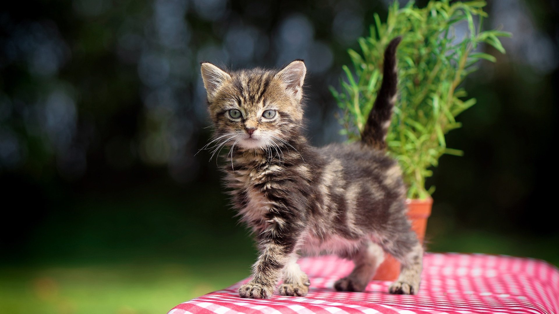 kaiyun体育app-国际体育新闻：女子比赛中的出色表现！，女子体育比赛共设几个项目