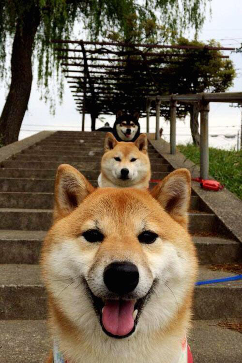 埃弗顿主场优势明显,太妃糖欲重返欧战,埃弗顿官方