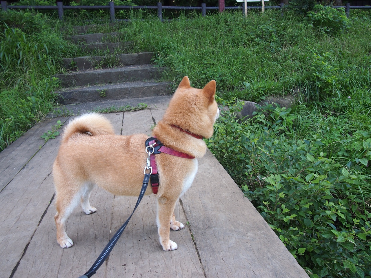 kaiyun.com-巴黎圣日耳曼横扫对手，法甲联赛领先优势扩大，巴黎圣日耳曼法甲直播