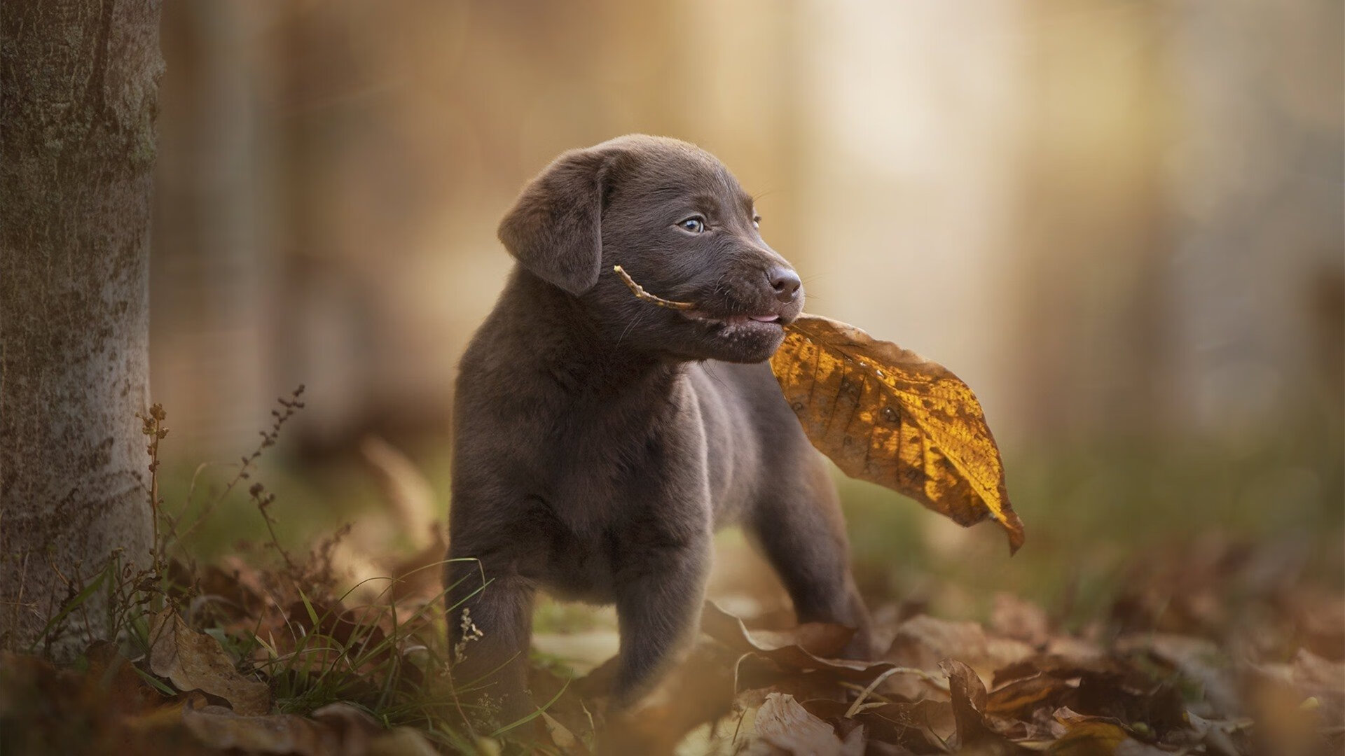 成都兴城主场零封对手,保持不败,成都兴城足球比赛直播