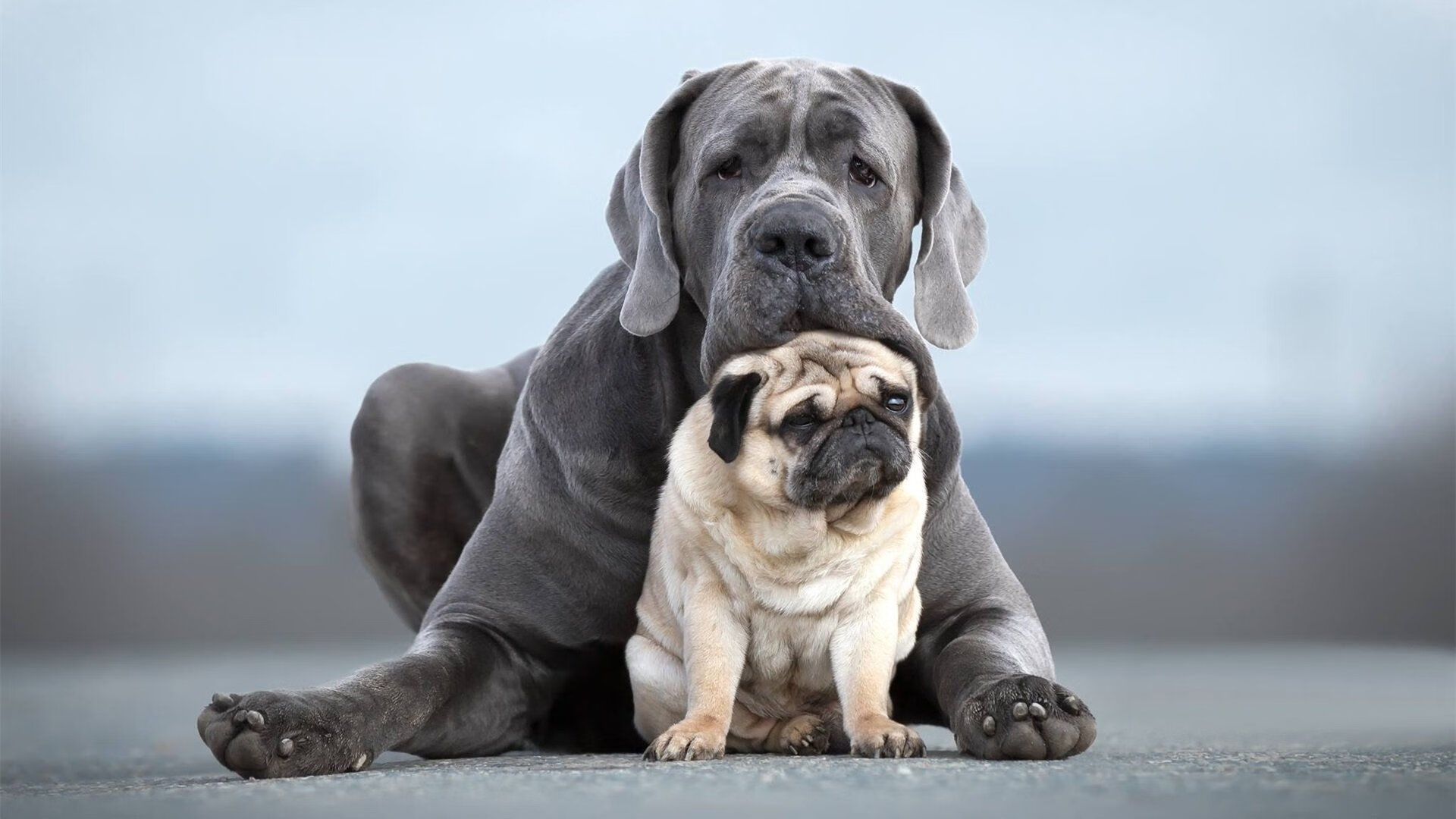 kaiyun体育app-摩纳哥客场大胜南特，继续追赶前列球队，摩纳哥和南特今天足球分析