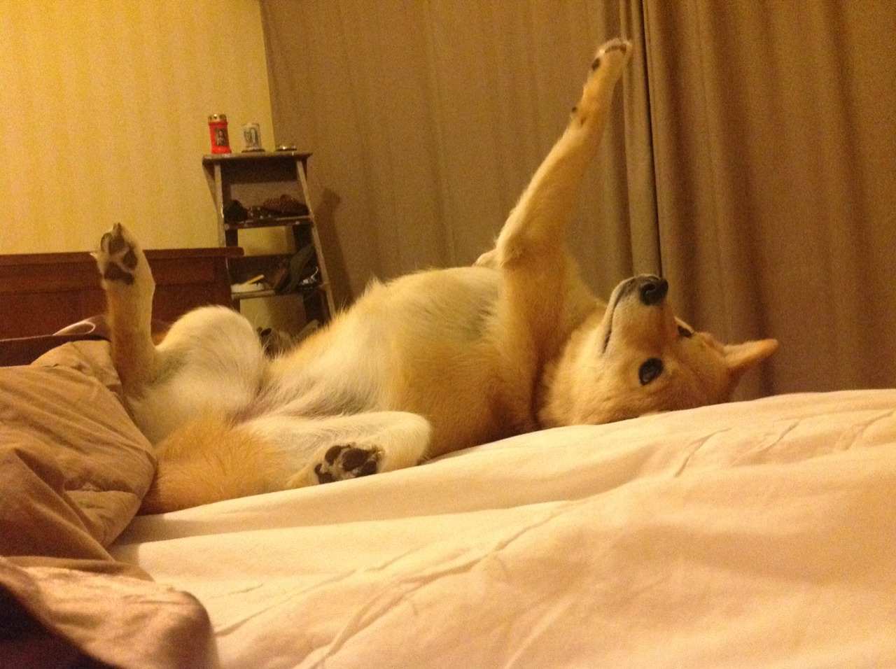 欧洲足球竞技赛事热火朝天,球迷狂热追赶,欧洲各种足球赛事