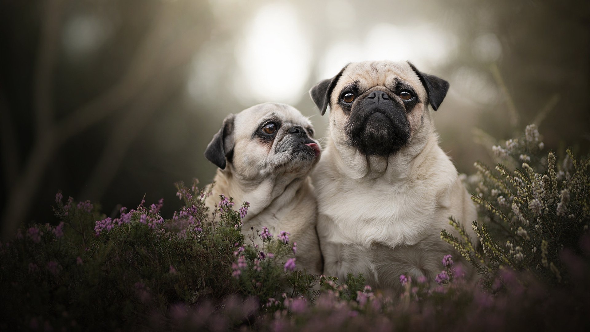 kaiyun体育app-米兰AC俱乐部引进新援助球队逆转比分胜出，米兰ac俱乐部引进新援助球队逆转比分胜出