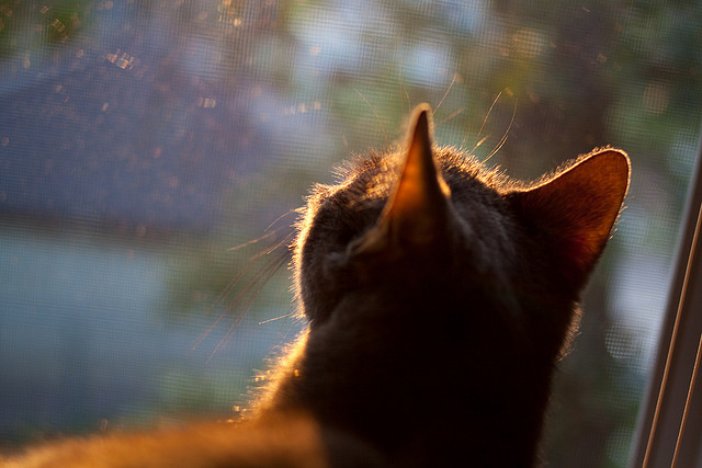 NBA球队战术风格与联盟整体节奏变化分析,nba战术体系有几种