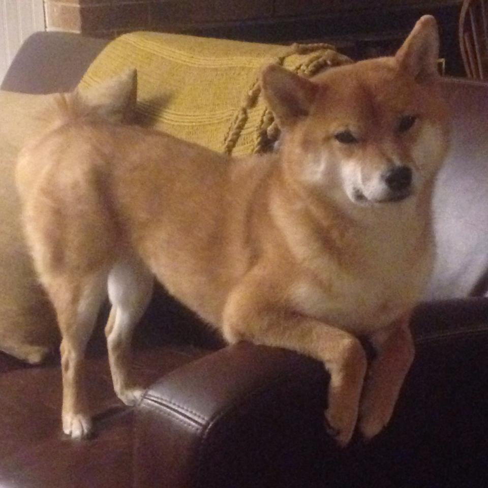 开云网站-中国篮球教练员职业发展路径优化与培训体系，中国篮球教练员等级划分标准