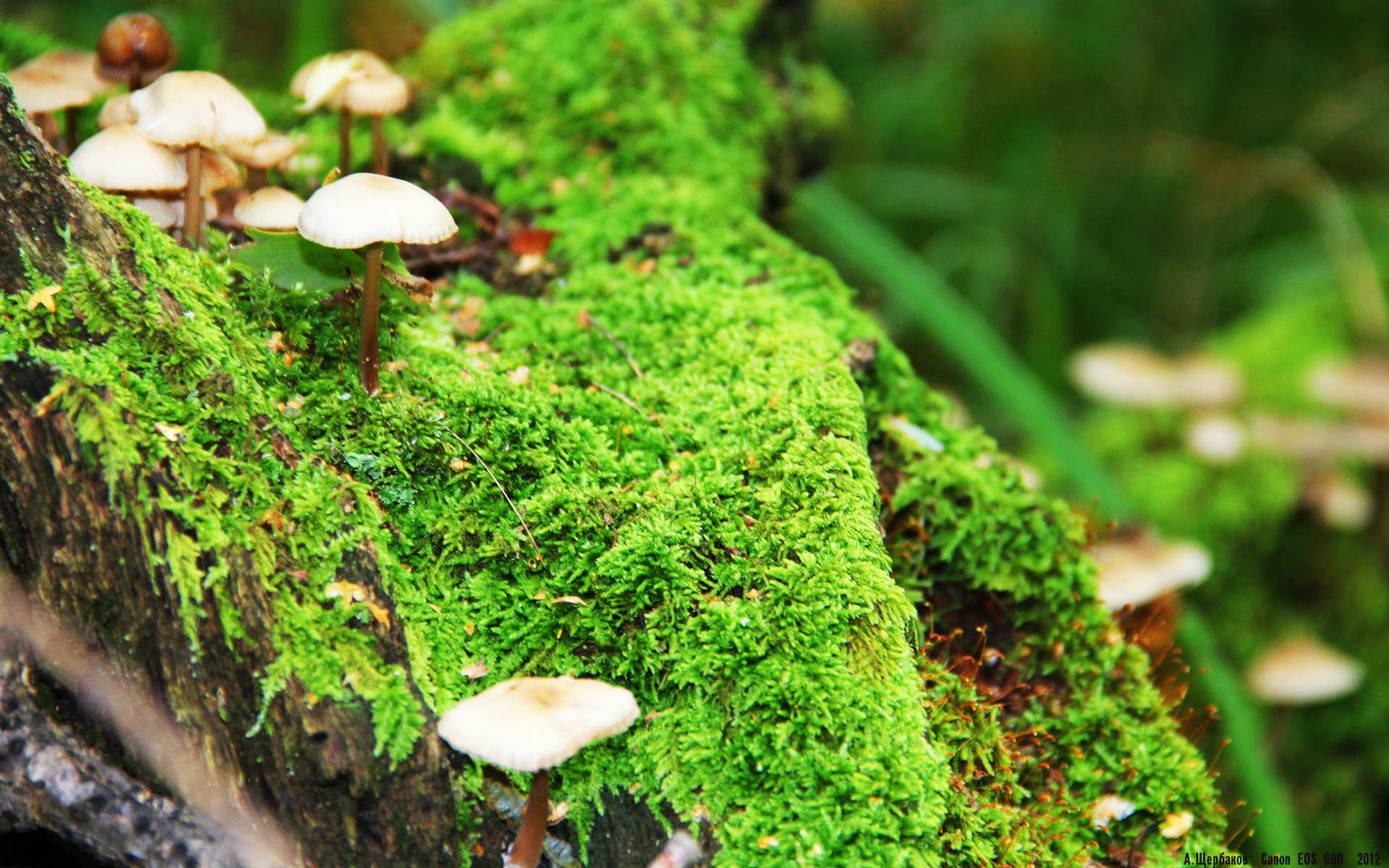 全国少年篮球冠军赛季军花落南京,全国青少年篮球冠军