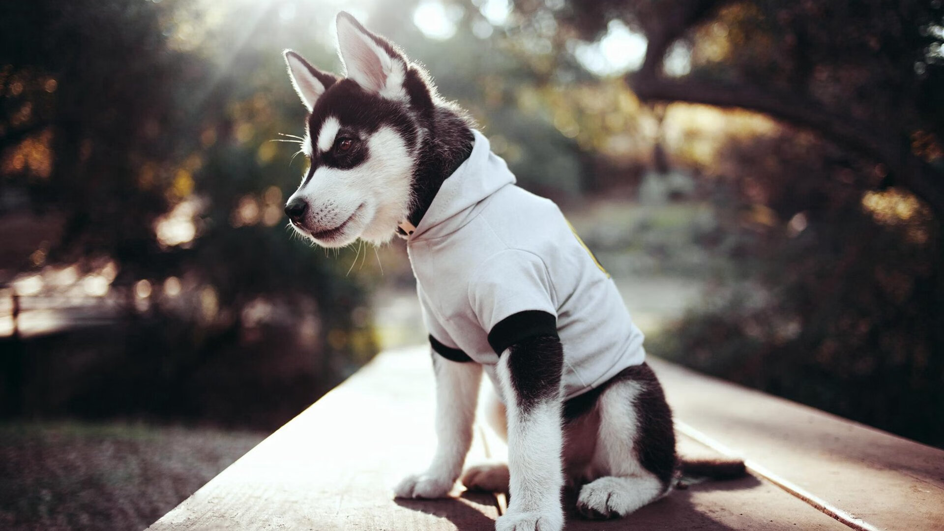 开云官网APP下载-欧洲足坛：最受关注的转会传闻盘点，欧洲足坛转会汇总