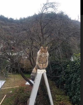 开云官方网页登录-“2025世界运动会：高新体育中心举重选手冲刺新纪录，赛事高潮迭起”