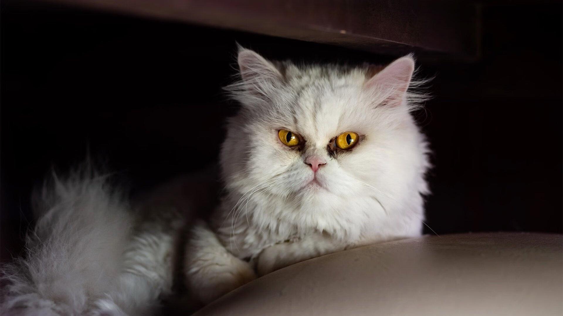 中国女篮核心阵容逐步稳定,中国女篮主力队员简介