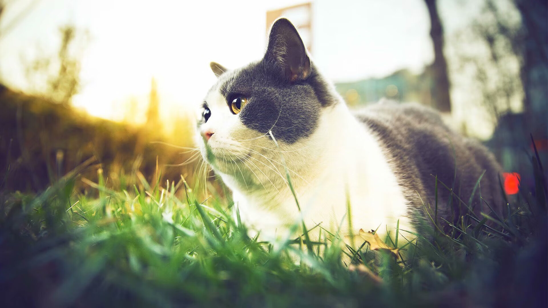 中国香港选手在国际赛事中迎来突破,香港参赛名单