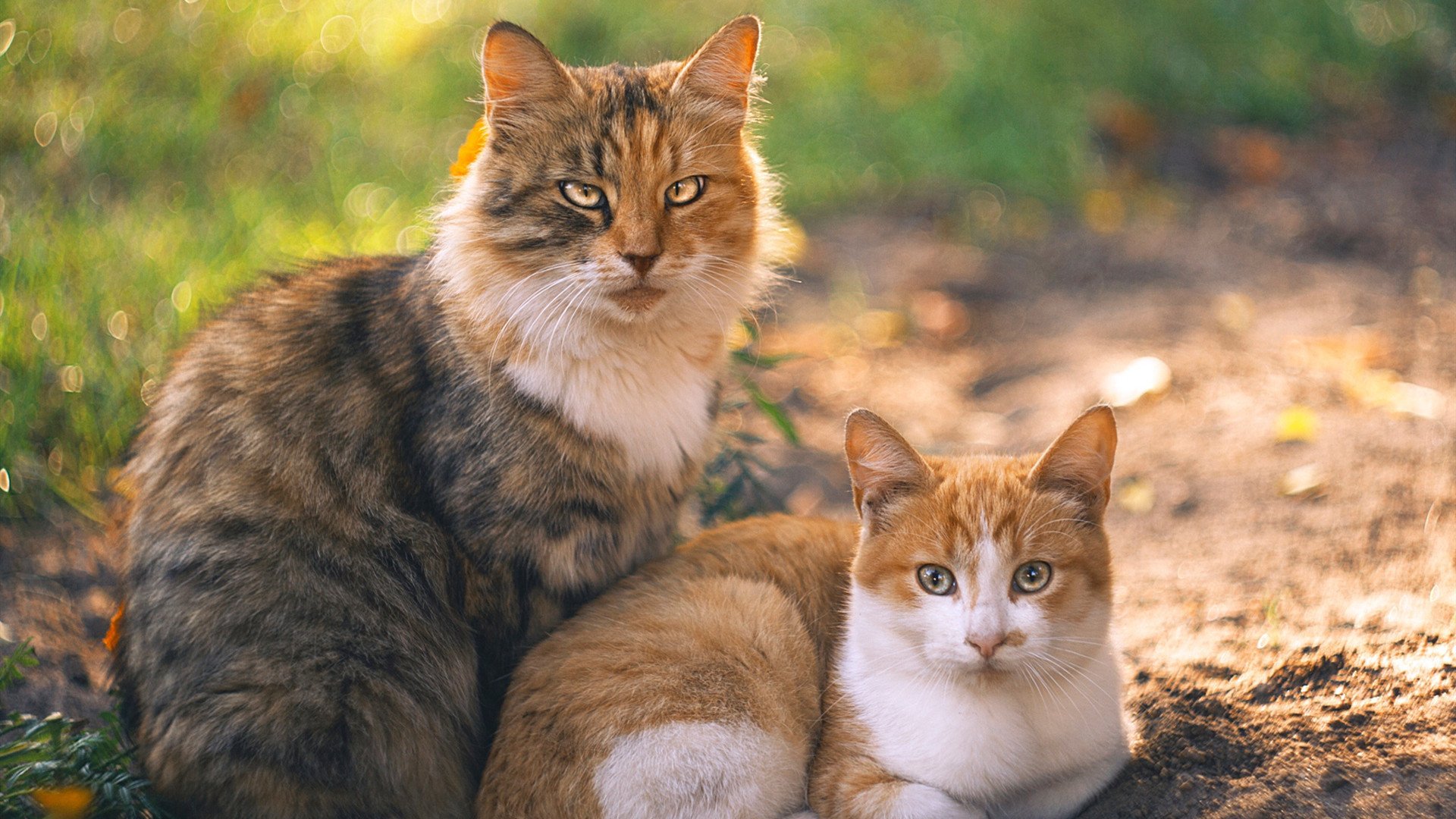 Kaiyun APP-杨瀚森技术能力日渐成熟成为球队核心，杨瀚森身高