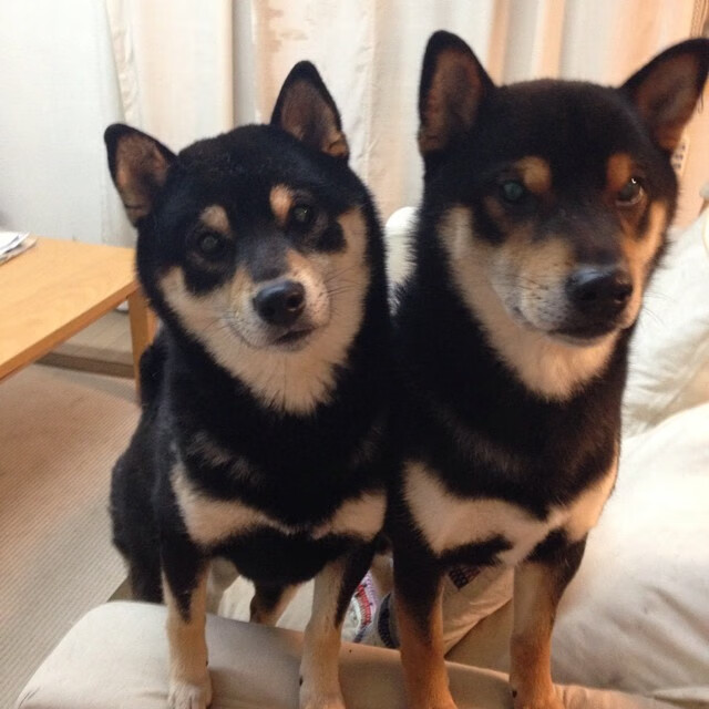 新西兰全黑队进攻套路多样,突破防线如行云流水,新西兰 all black