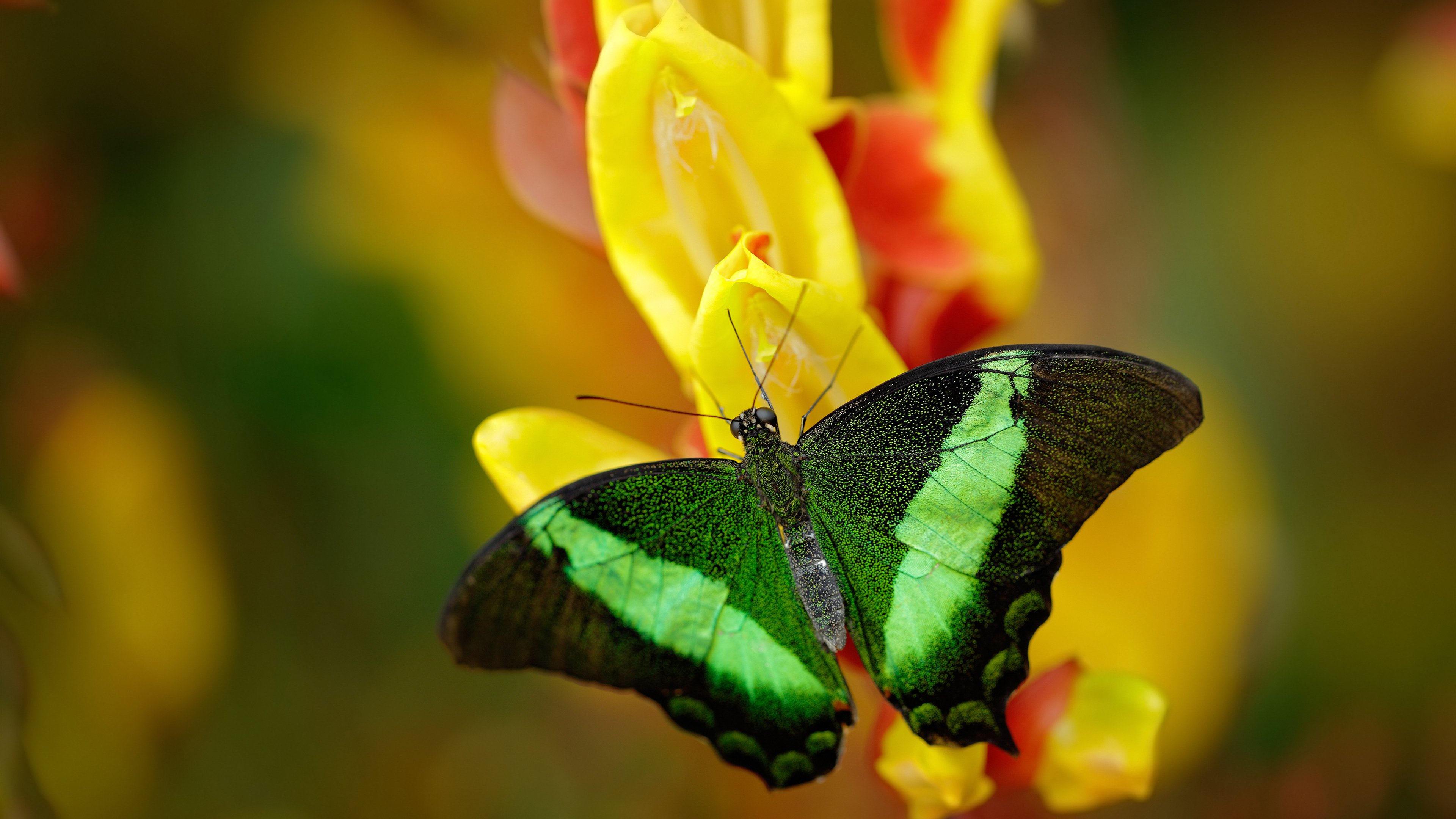 热火球员学习急停跳投提高投篮稳定性,热火连续抢七个进攻篮板
