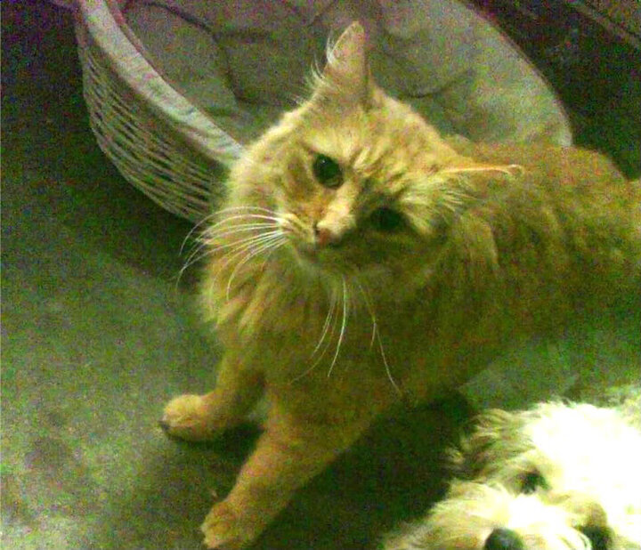 美国队赛后分享备赛心得,美国 比赛