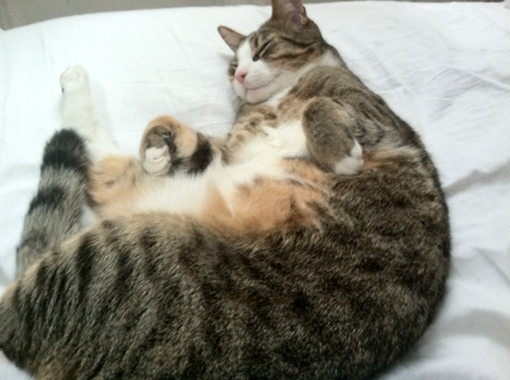 开云平台-蛙泳项目吉尔吉斯斯坦持续发力，吉尔吉斯斯坦拳击